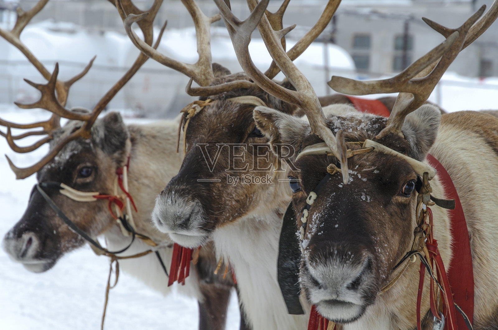 野生鹿特写。照片摄影图片
