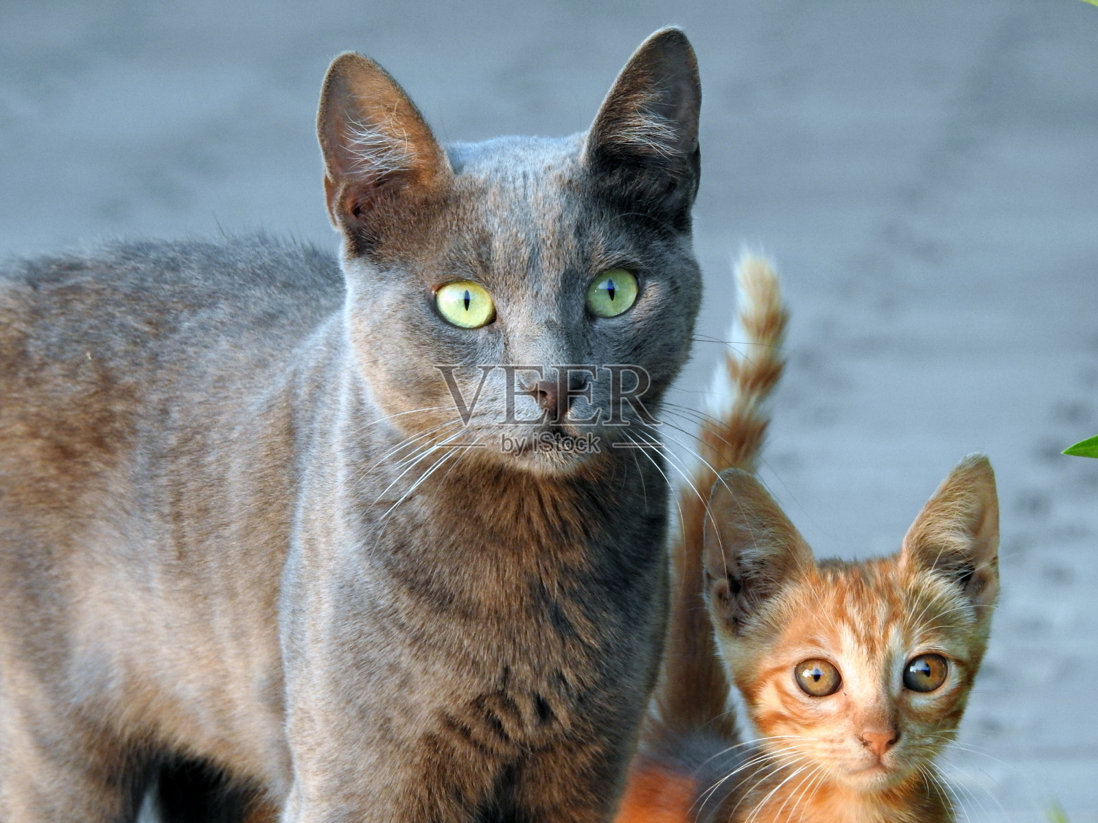 埃及街头的流浪猫照片摄影图片
