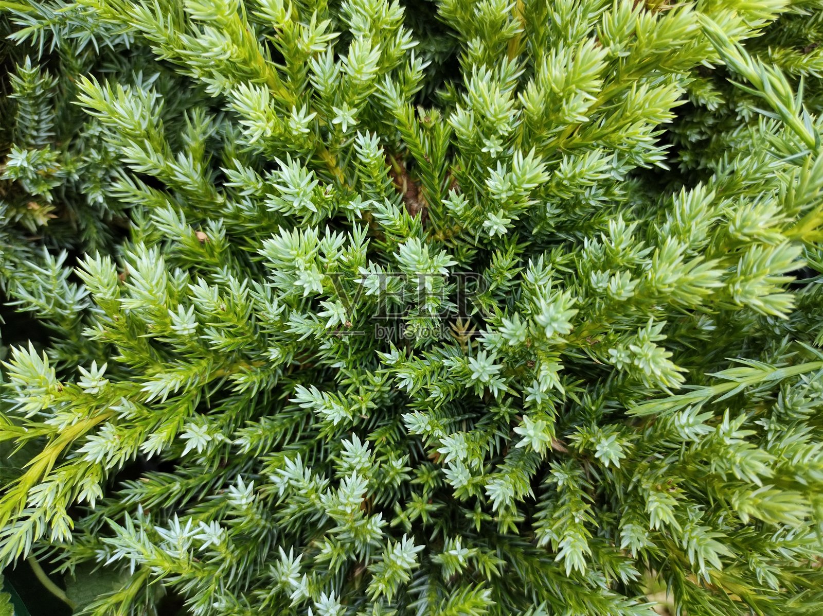 刺柏“蓝地毯”照片摄影图片