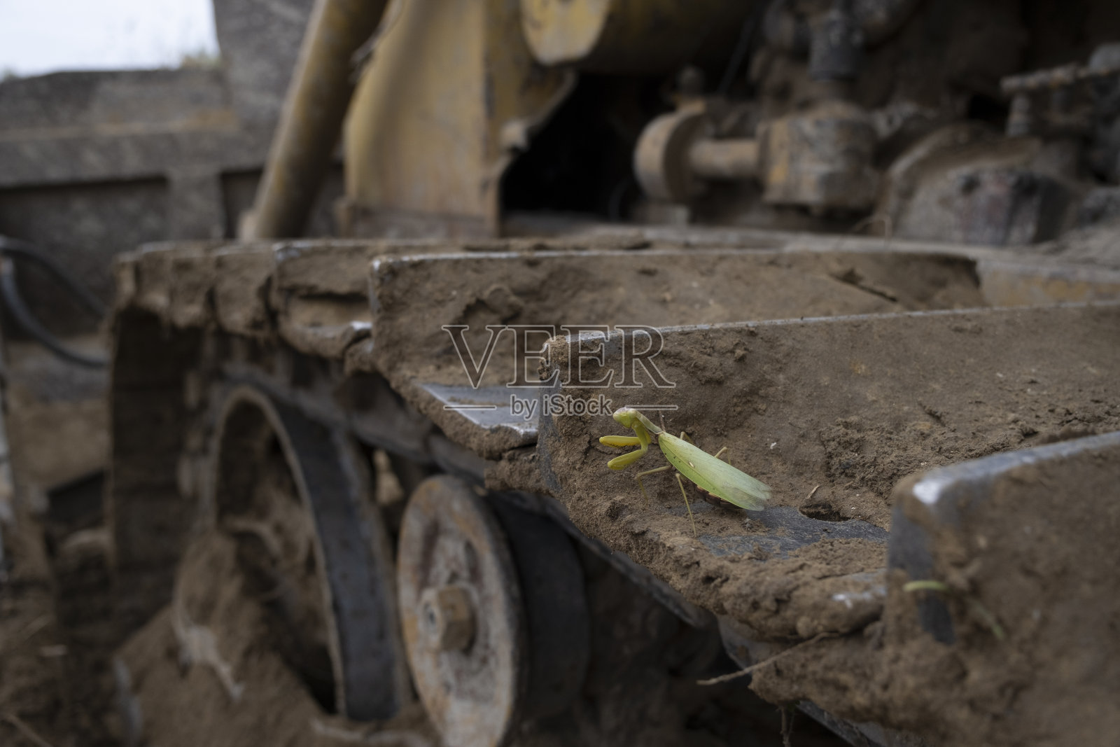 螳螂坐在推土机的履带上。螳螂昆虫的特写照片摄影图片