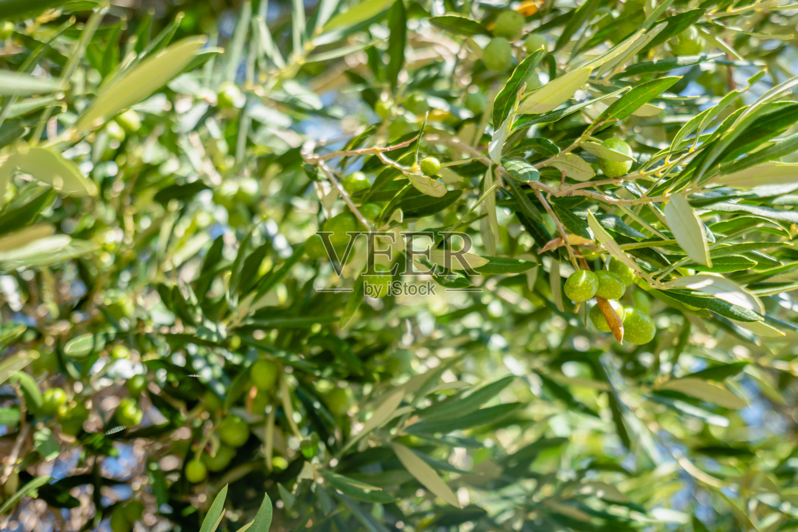 带叶子和绿橄榄的橄榄枝。土耳其的橄榄树近距离选择性聚焦拍摄照片摄影图片