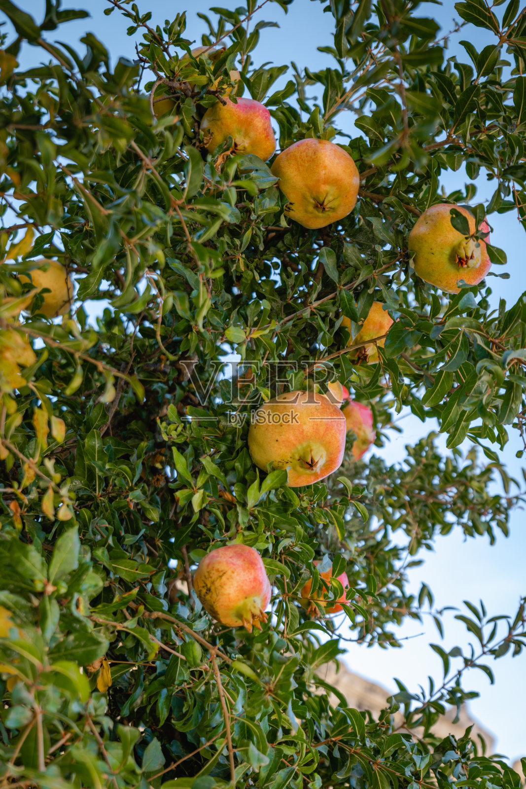 石榴树,枝条上结着未成熟的石榴果。照片摄影图片