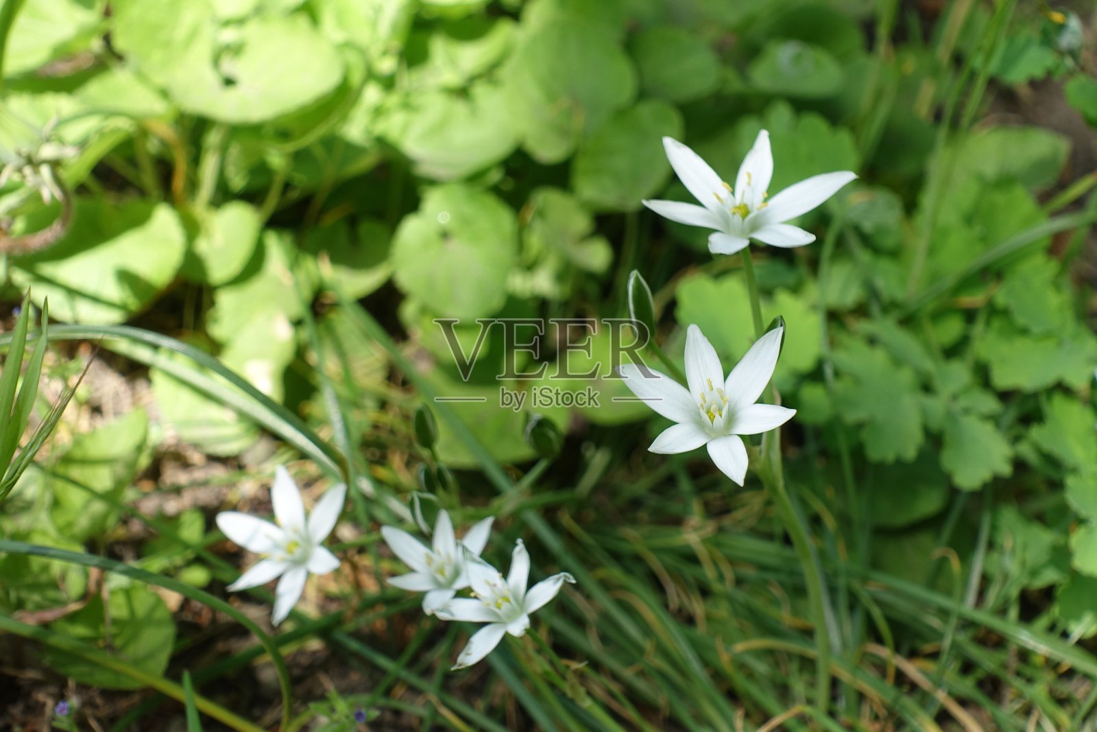 四月伞形鸟的白花特写照片摄影图片