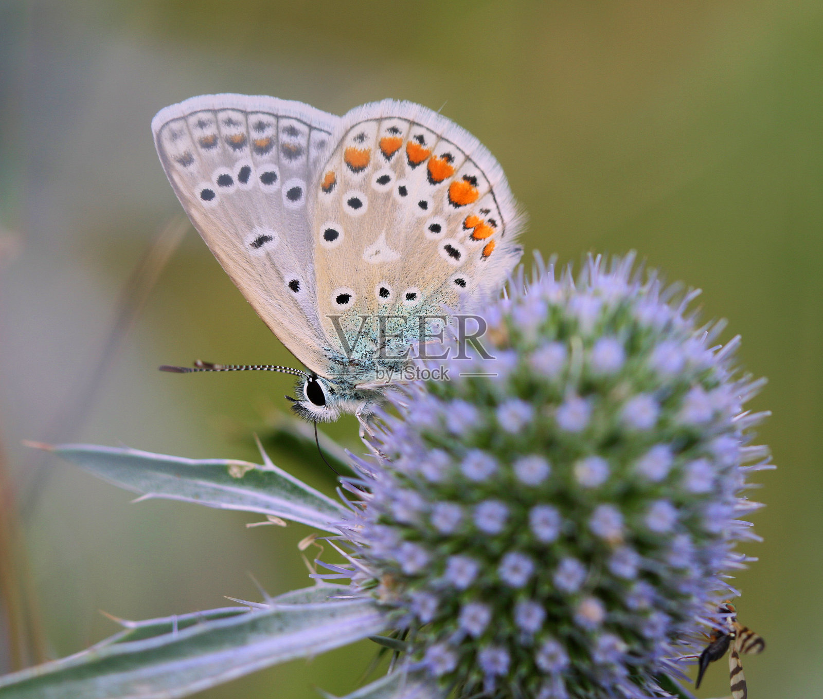 小灰蝶科蝴蝶照片摄影图片