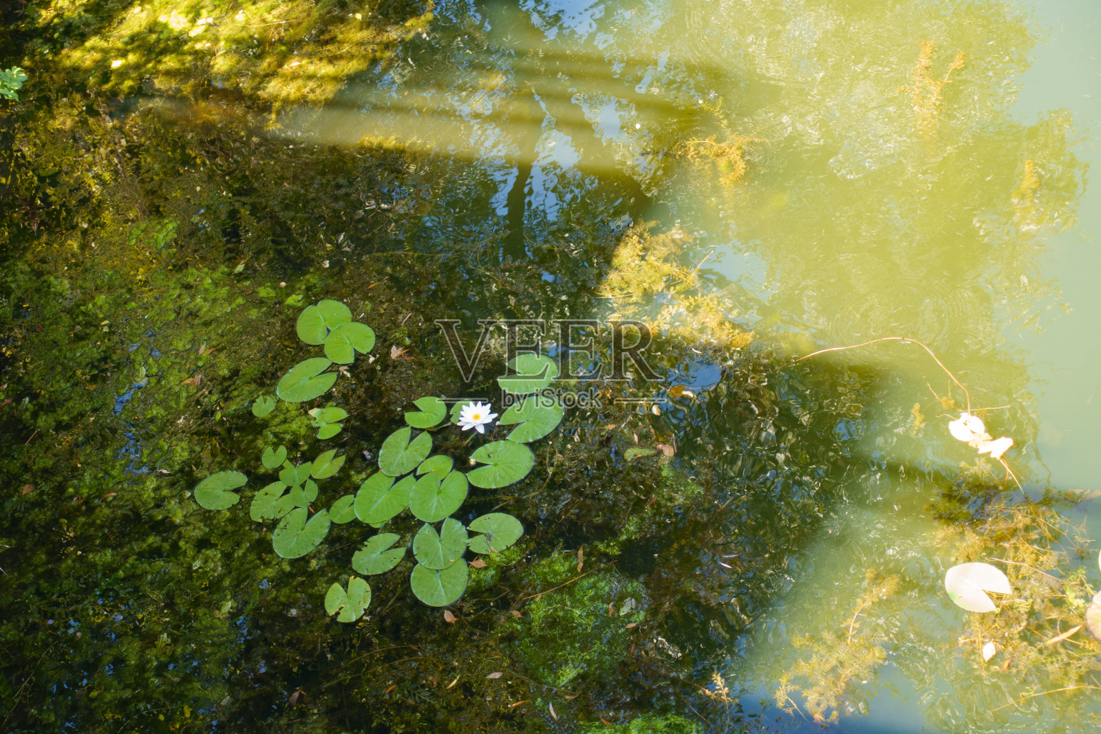 8月白睡莲单瓣白色花照片摄影图片