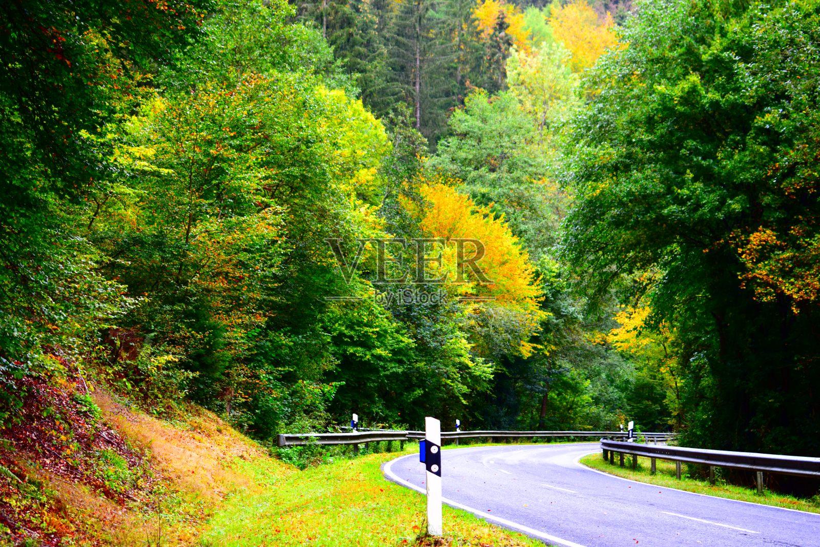 秋天森林里弯弯曲曲的路照片摄影图片