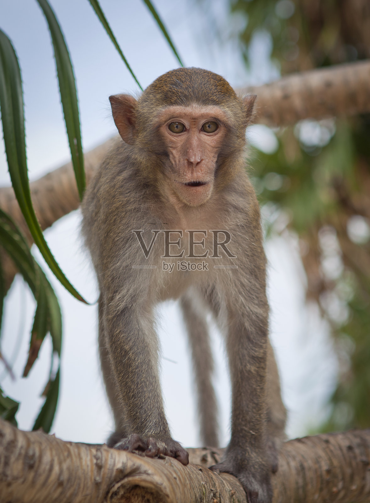 来自东南亚的猴子。在柬埔寨拍摄照片摄影图片