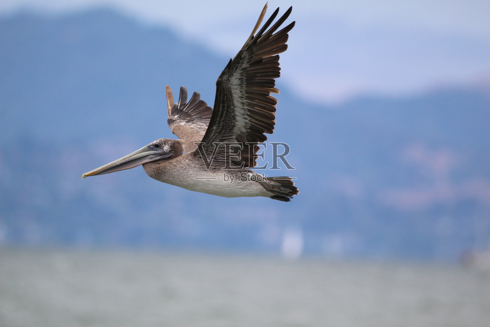 在旧金山湾飞行的棕色鹈鹕。照片摄影图片