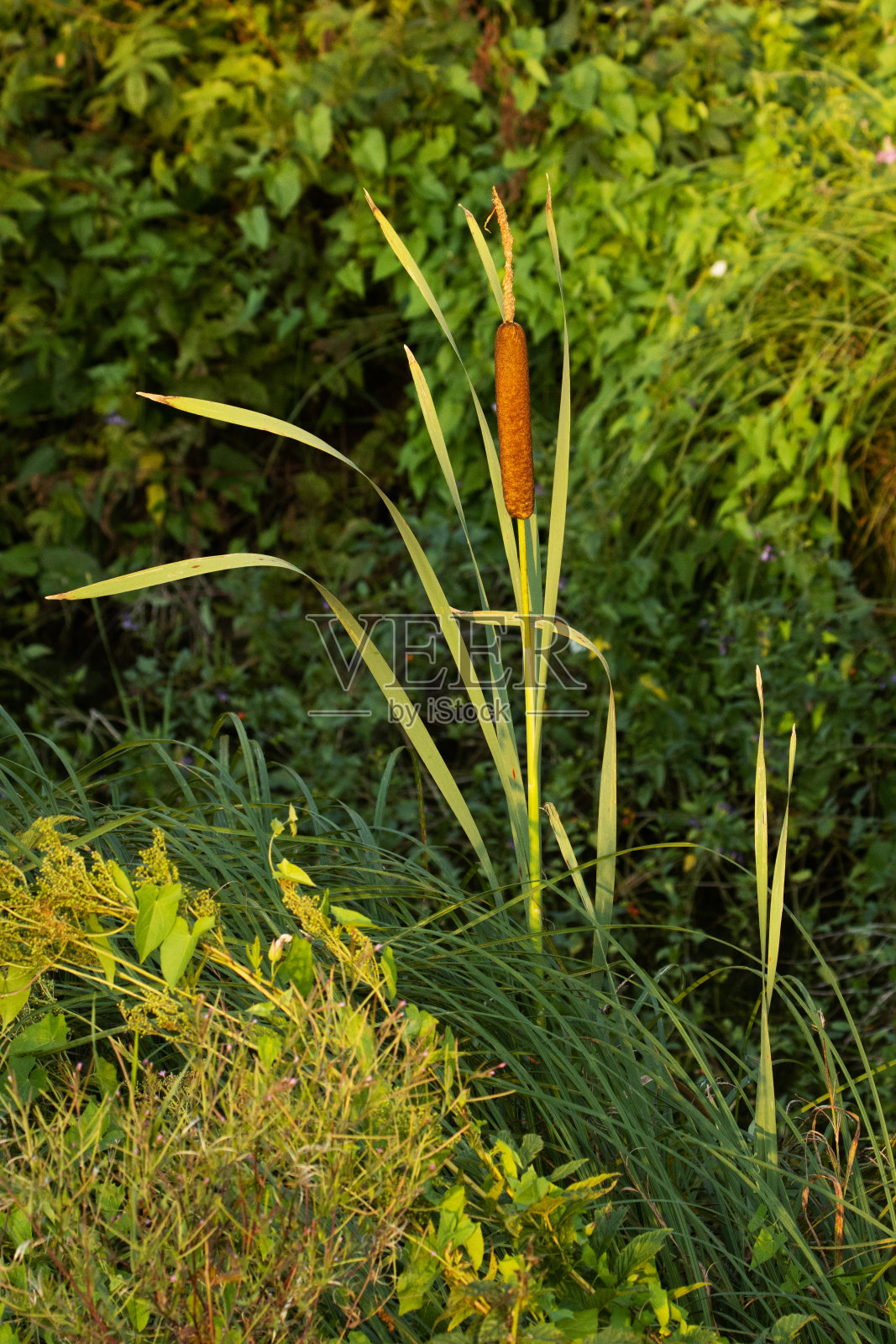 阔叶香蒲,长在郁郁葱葱的河岸上照片摄影图片