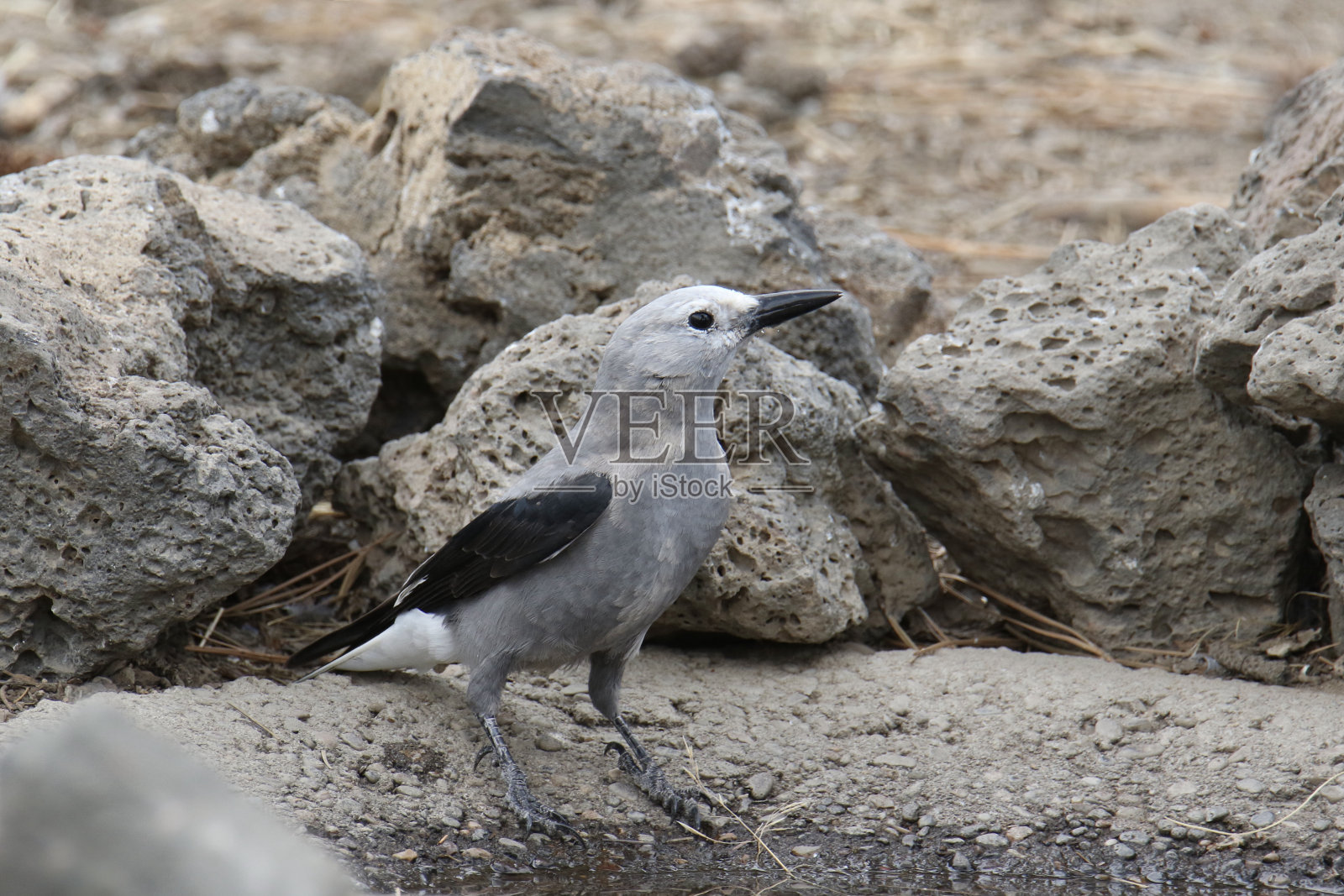 克拉克的胡桃夹子(哥伦比亚努西夫拉加)照片摄影图片