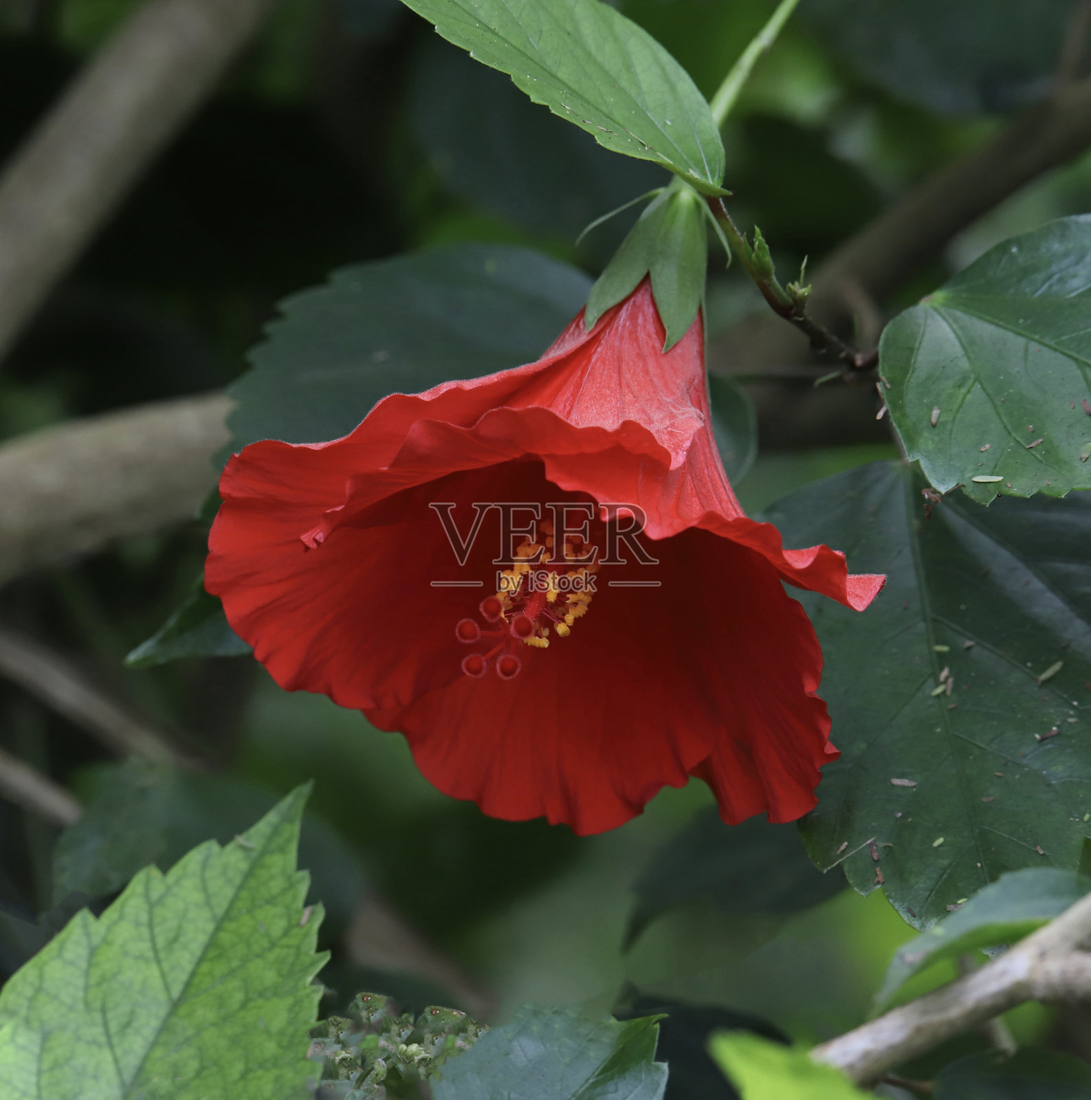 一个明亮的红色芙蓉花的特写照片摄影图片
