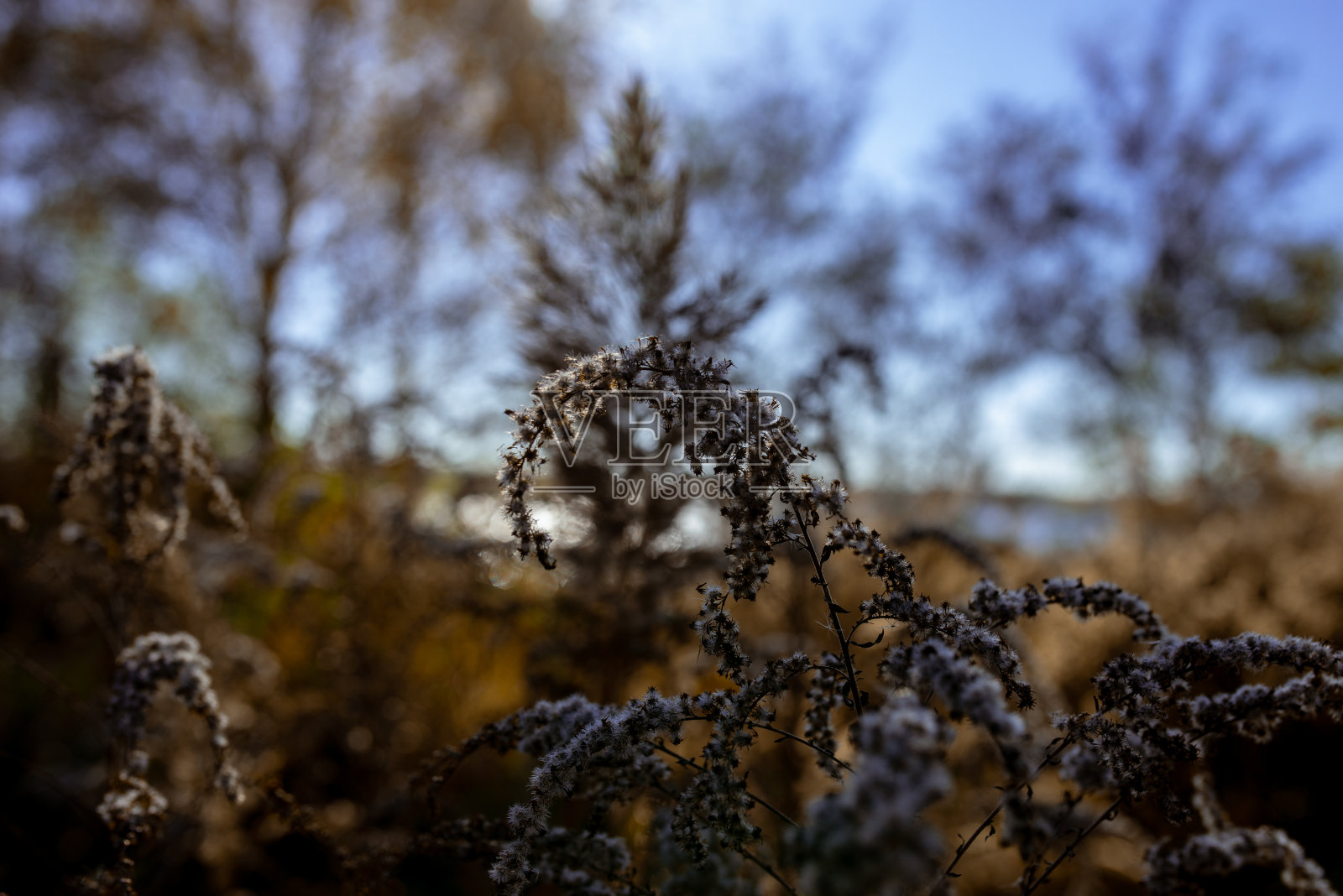 秋日阳光灿烂的田野或草地上的干燥的潘帕斯草。照片摄影图片