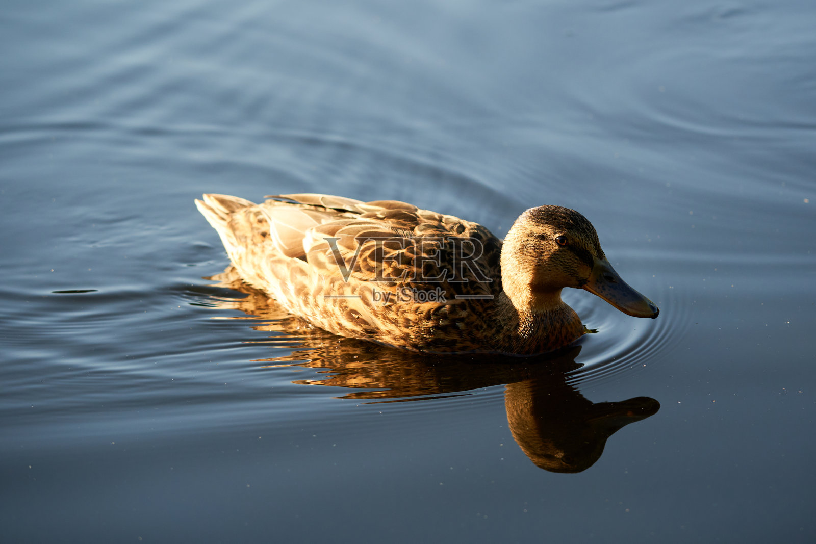 雌绿头鸭游过池塘。这只动物的羽毛被夕阳柔和地照耀着。特写镜头。照片摄影图片
