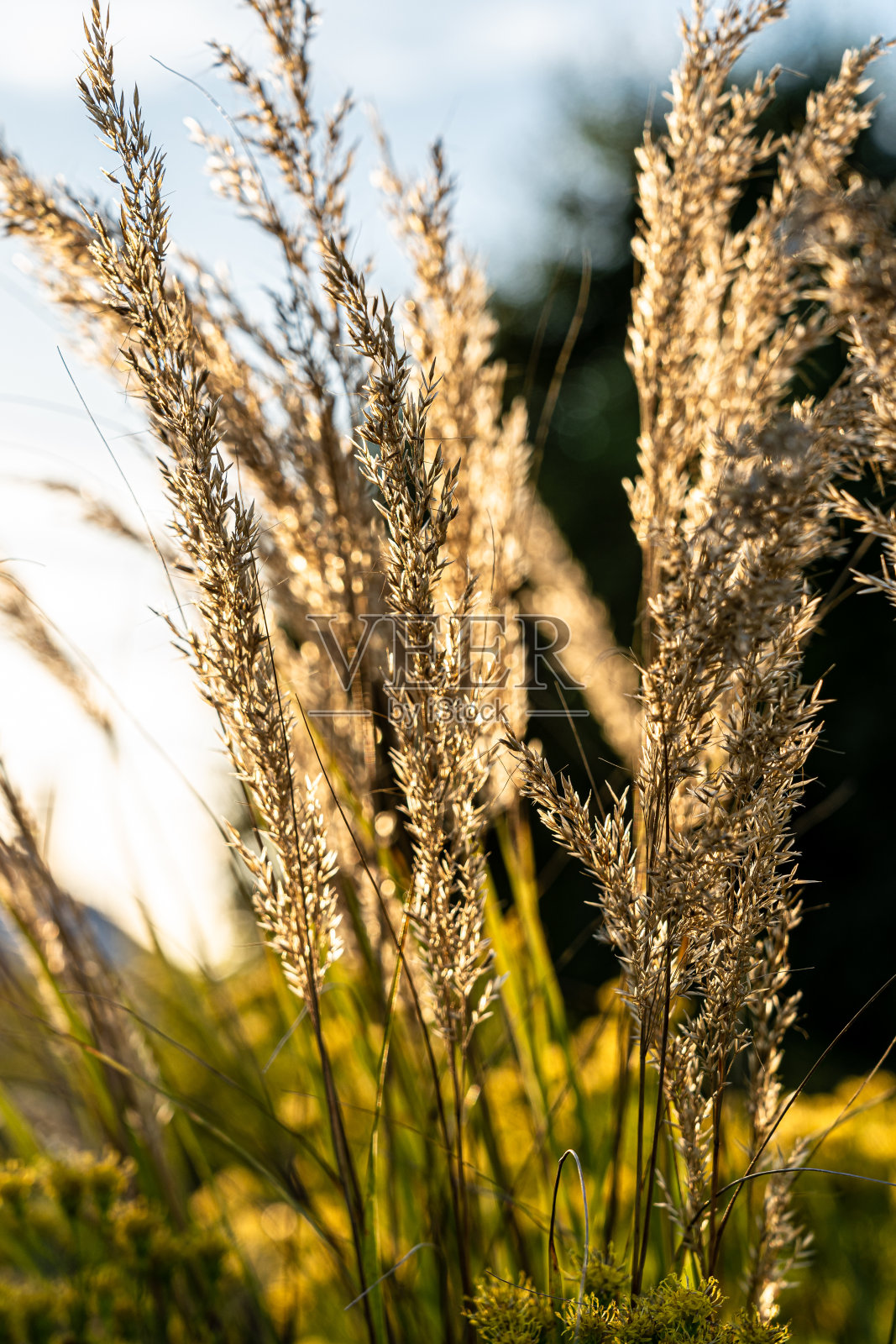 小溪旁的草地上有金色的草照片摄影图片