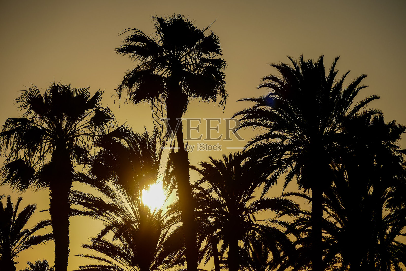 棕榈树剪影,棕榈树背景照片摄影图片