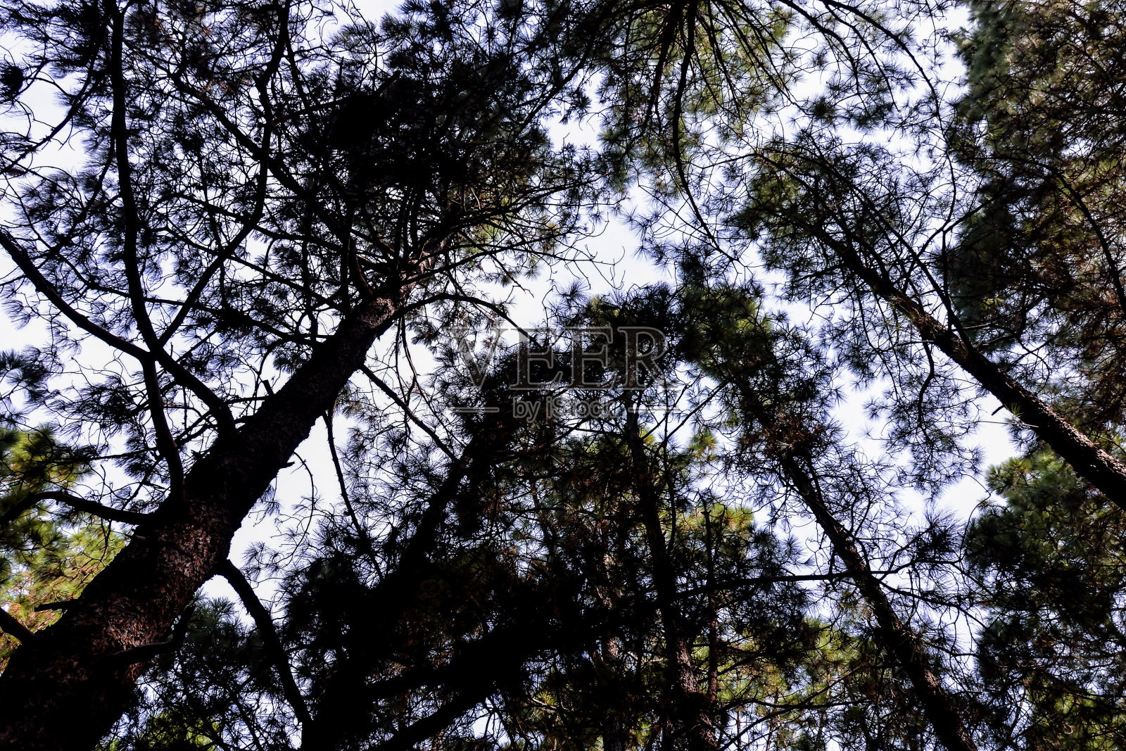 西班牙加那利群岛特内费热带火山景观照片摄影图片