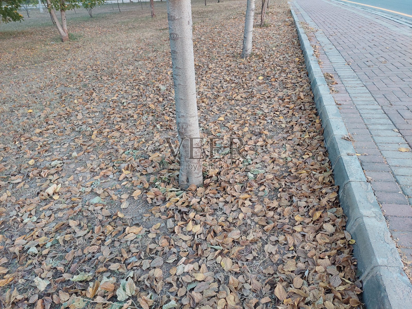 秋天的时候树叶干了又走照片摄影图片