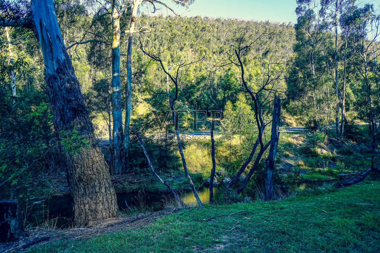 澳大利亚乡间的一条小河。照片摄影图片