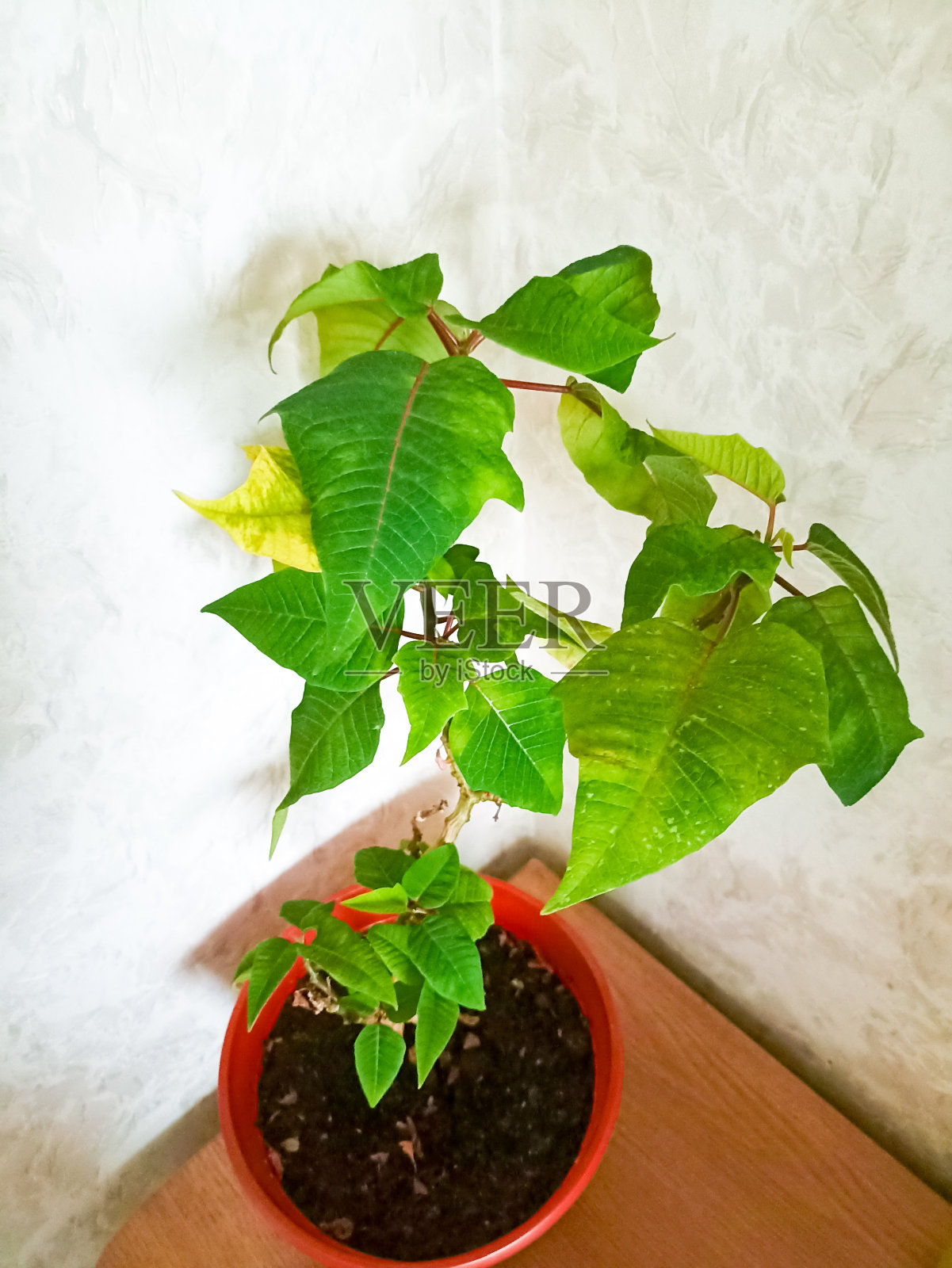 盆栽大戟科植物照片摄影图片