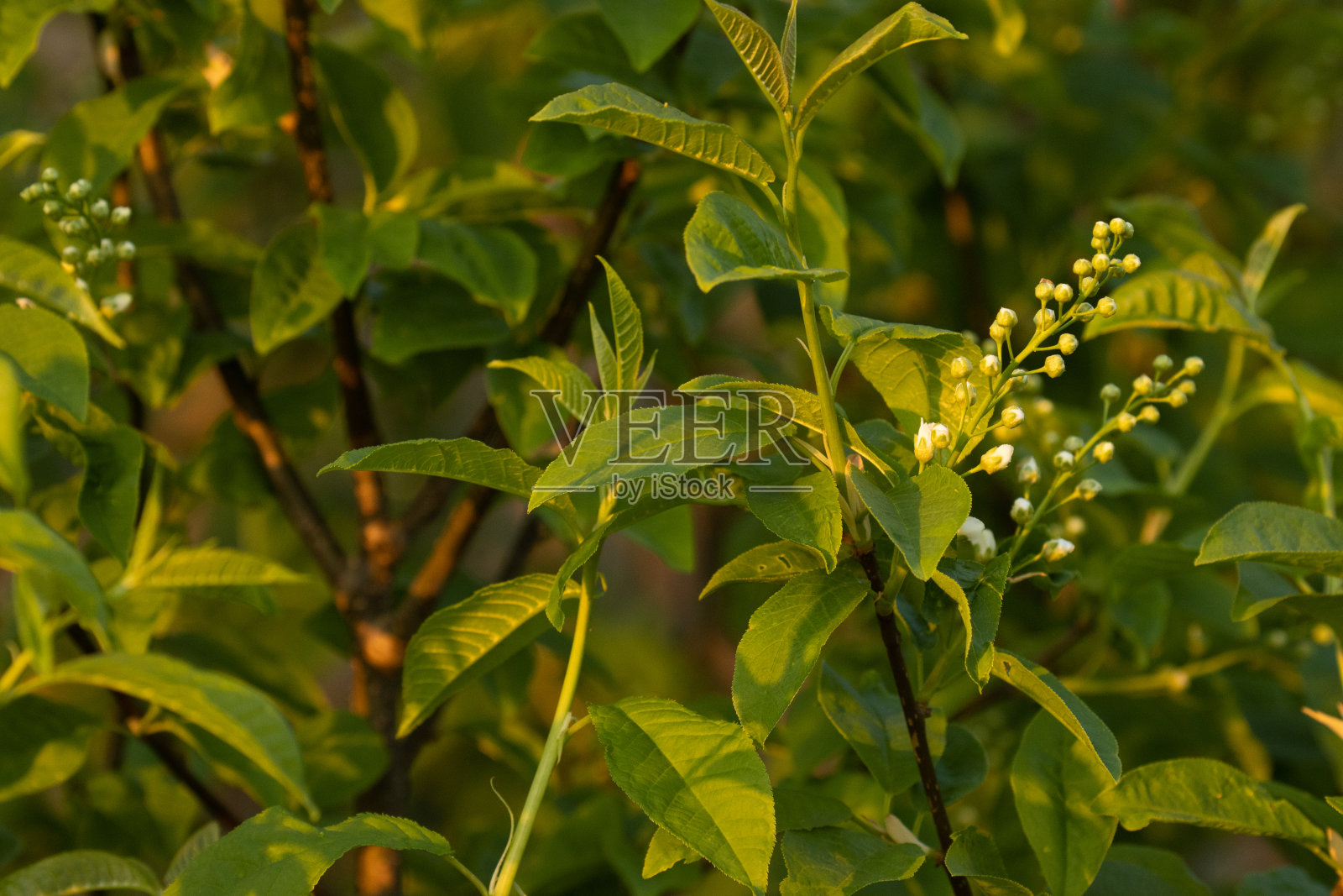 未开放的鸟樱桃树,梅花在一个美丽的温暖的日落照片摄影图片