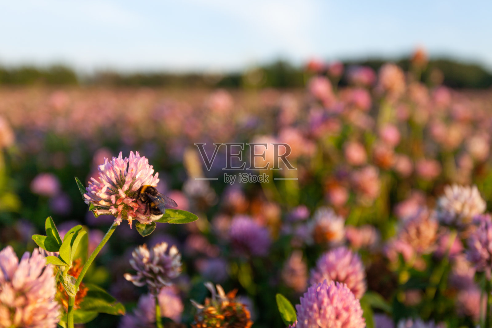 茂盛的红色三叶草,红三叶草在夏季傍晚盛开照片摄影图片