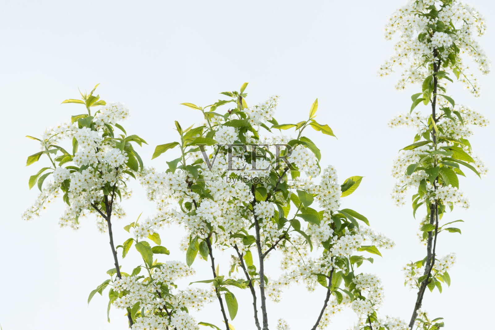 鸟樱桃树,梅花盛开在一个美丽的春天傍晚照片摄影图片