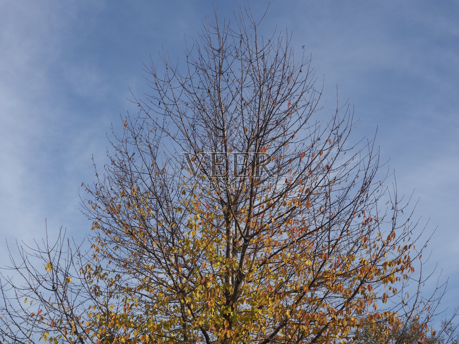 公园在秋天照片摄影图片