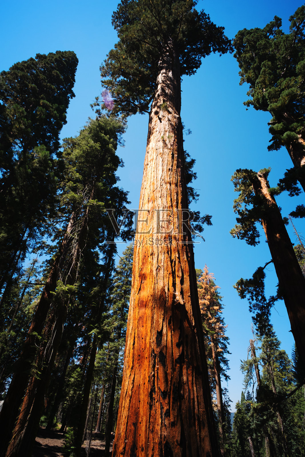 红杉树照片摄影图片