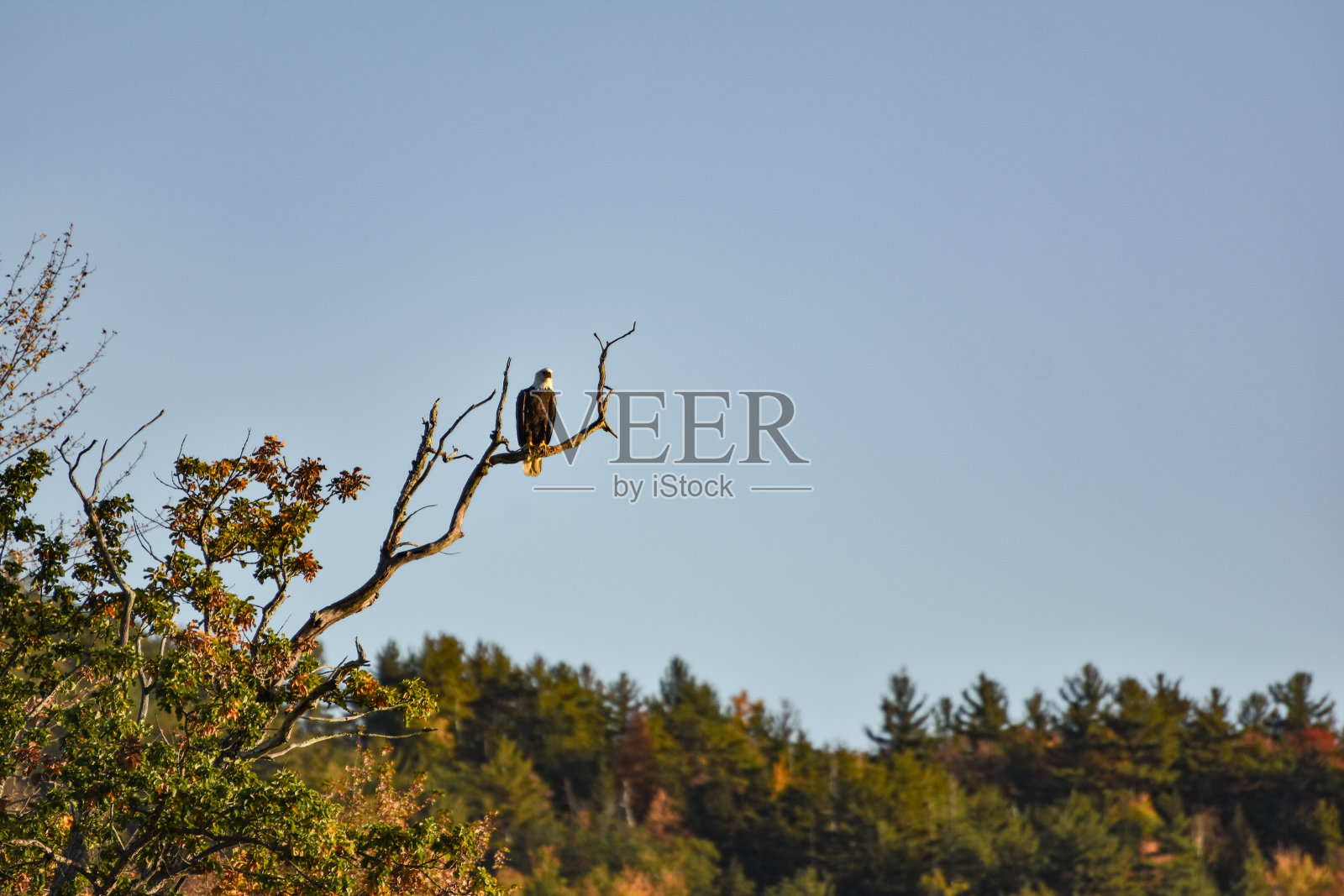 不久,鹰照片摄影图片