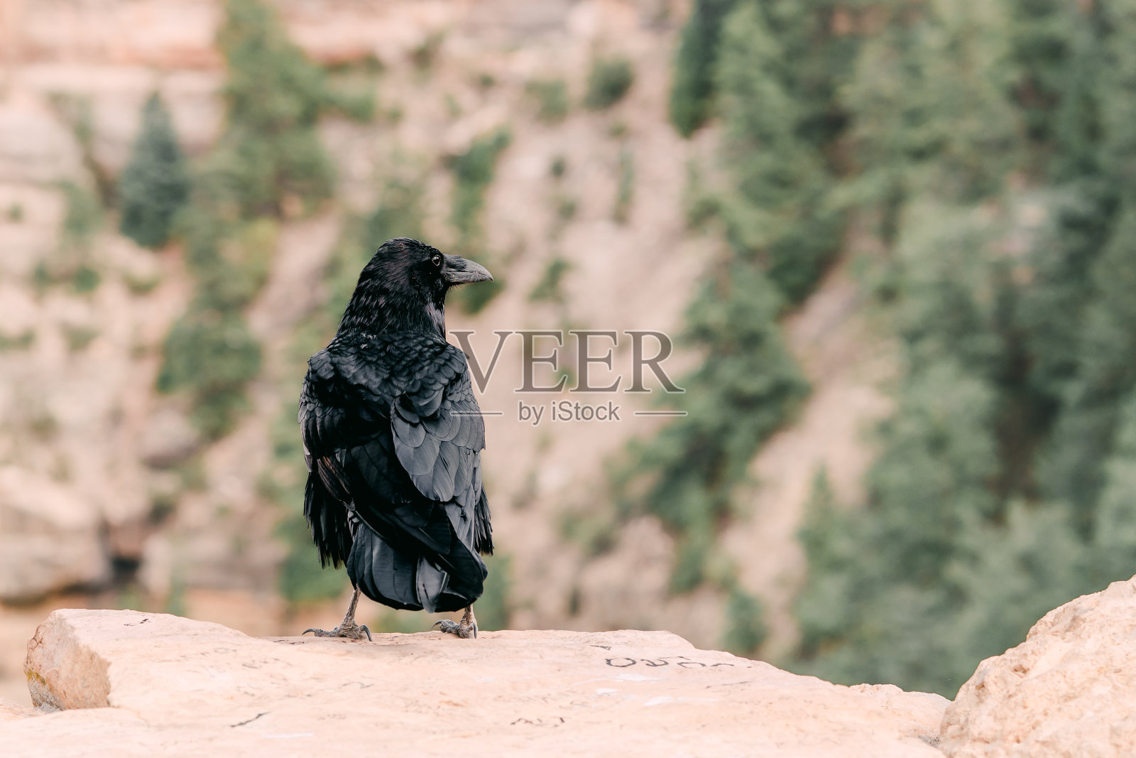 坐在岩石边缘的乌鸦,大峡谷国家公园,亚利桑那州照片摄影图片