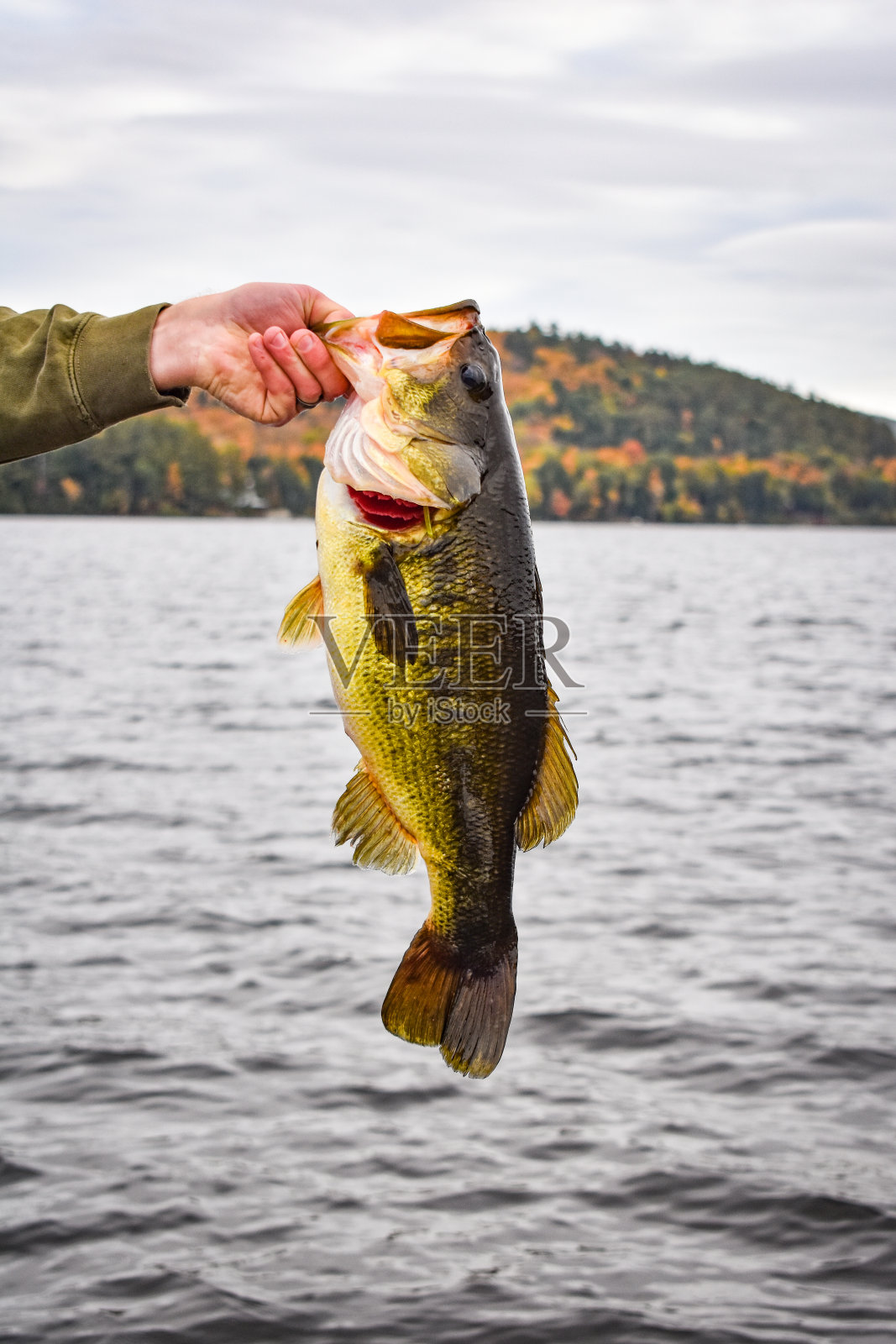大嘴鲈鱼照片摄影图片
