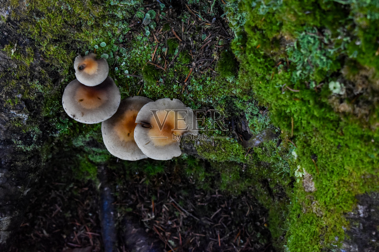 蘑菇照片摄影图片