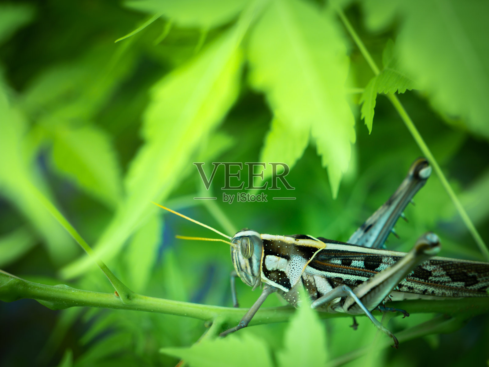 蚱蜢藏在绿叶里照片摄影图片