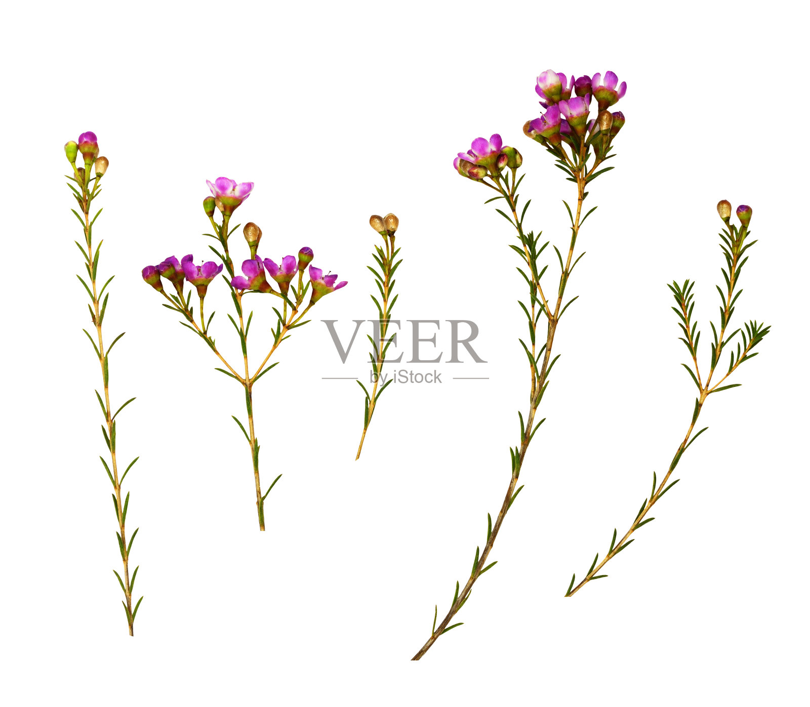 一套粉红色的天竺葵花照片摄影图片