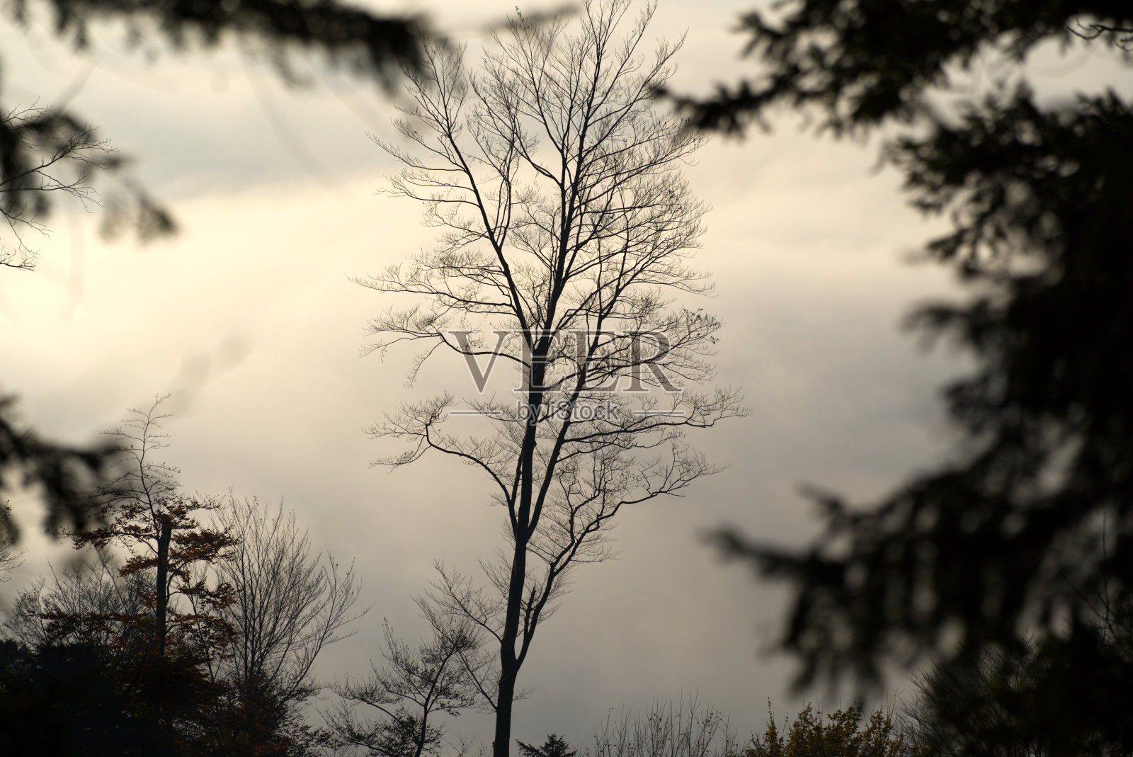 一个阳光明媚的下午,美丽的秋树在当地的Uetliberg山。照片摄影图片