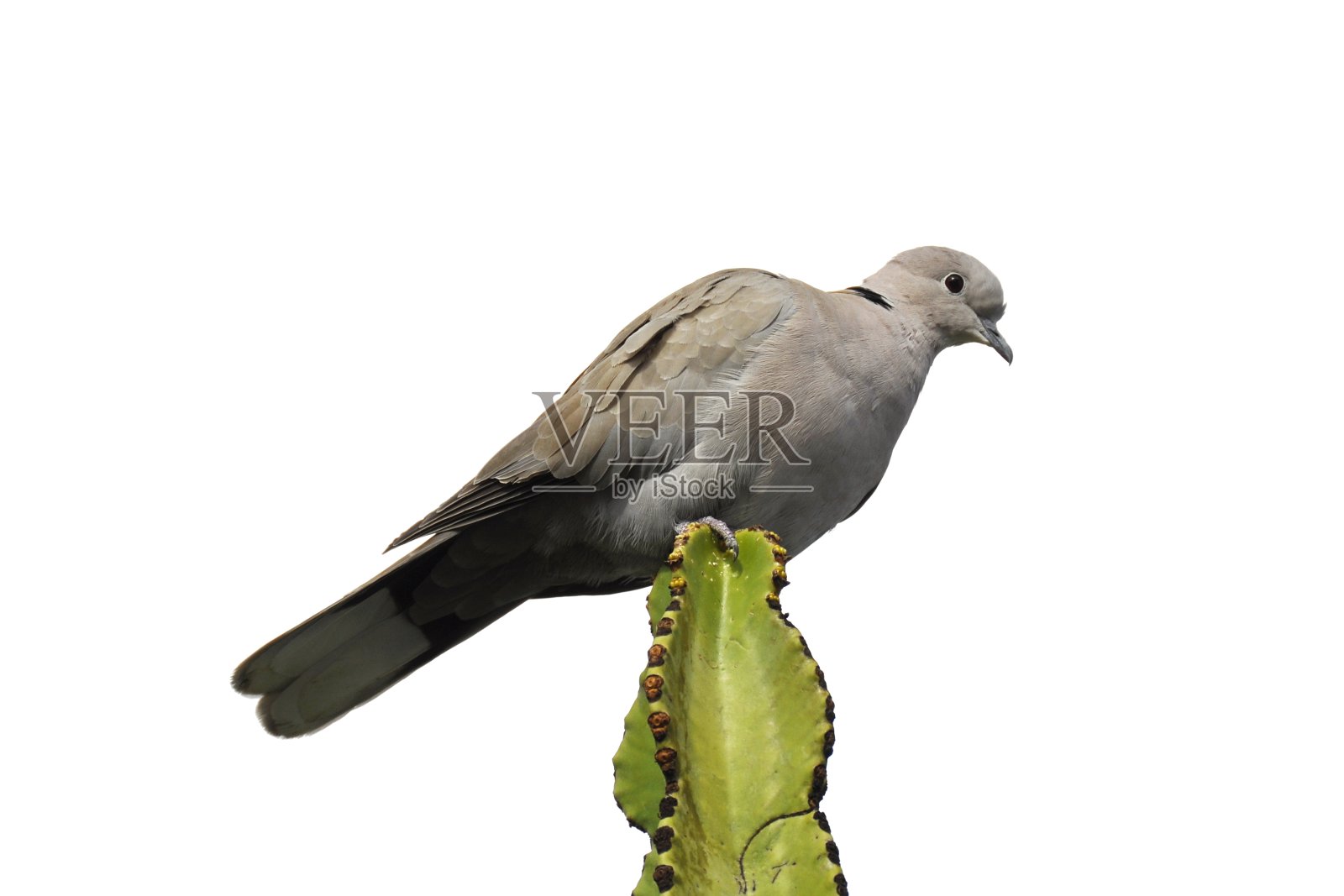 欧亚链球菌病灶照片摄影图片