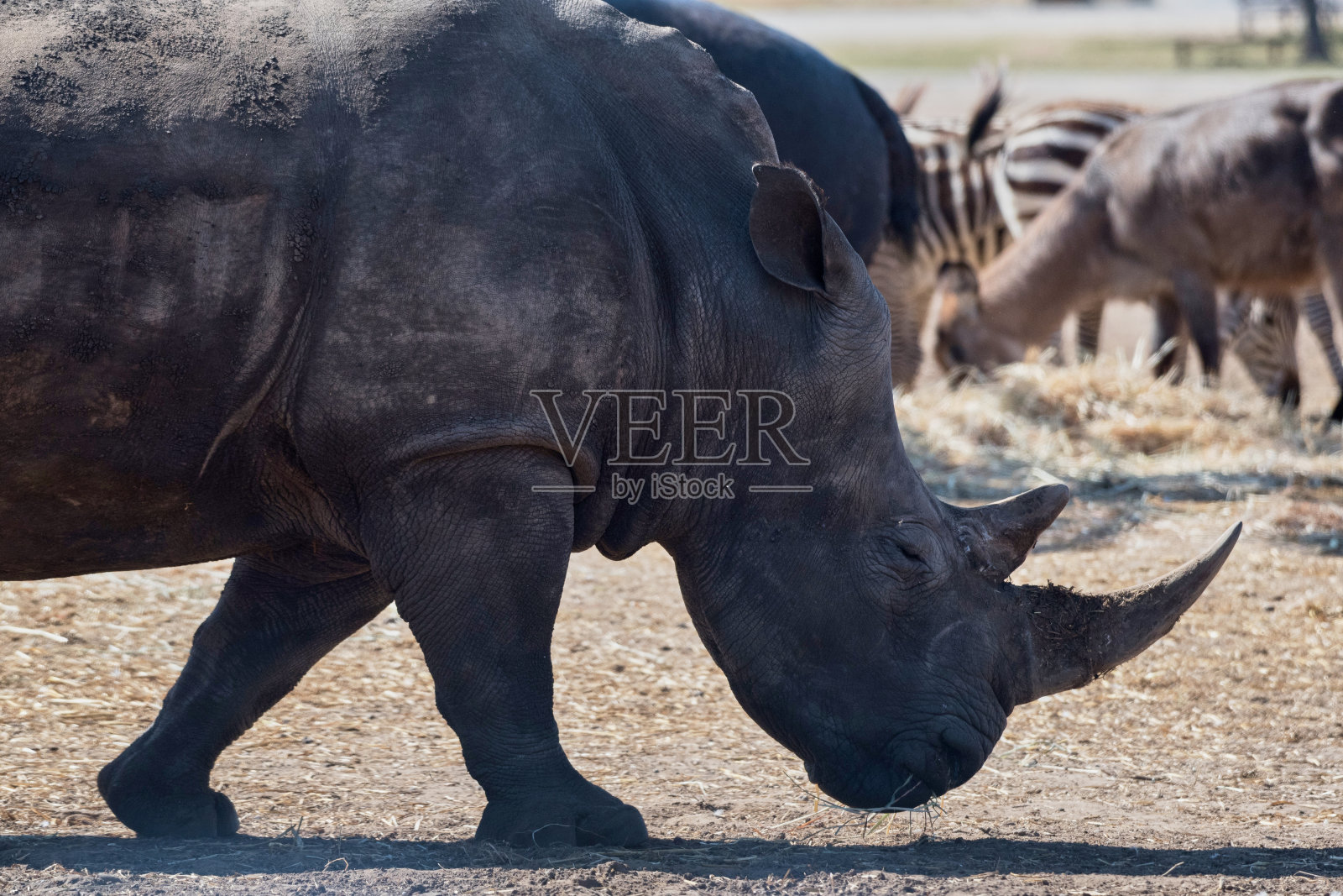 拉马特甘野生动物园的南方白犀照片摄影图片