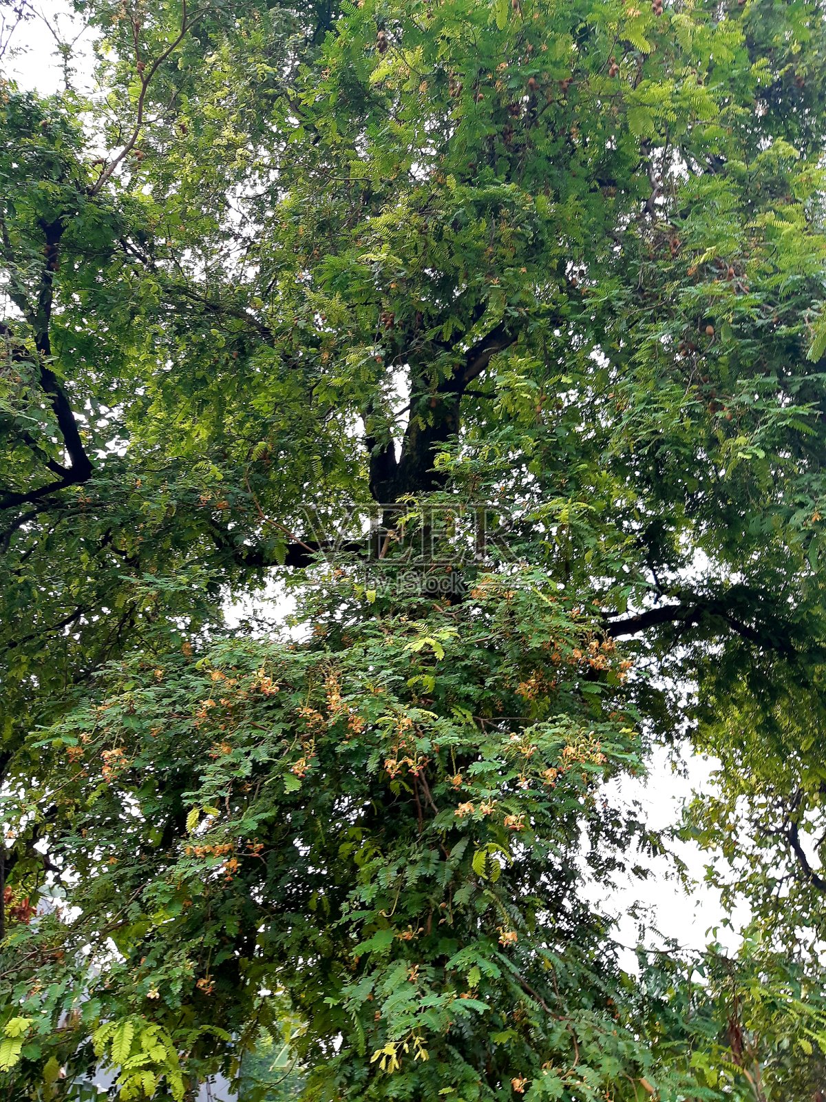 罗望子,Tamarindus籼照片摄影图片