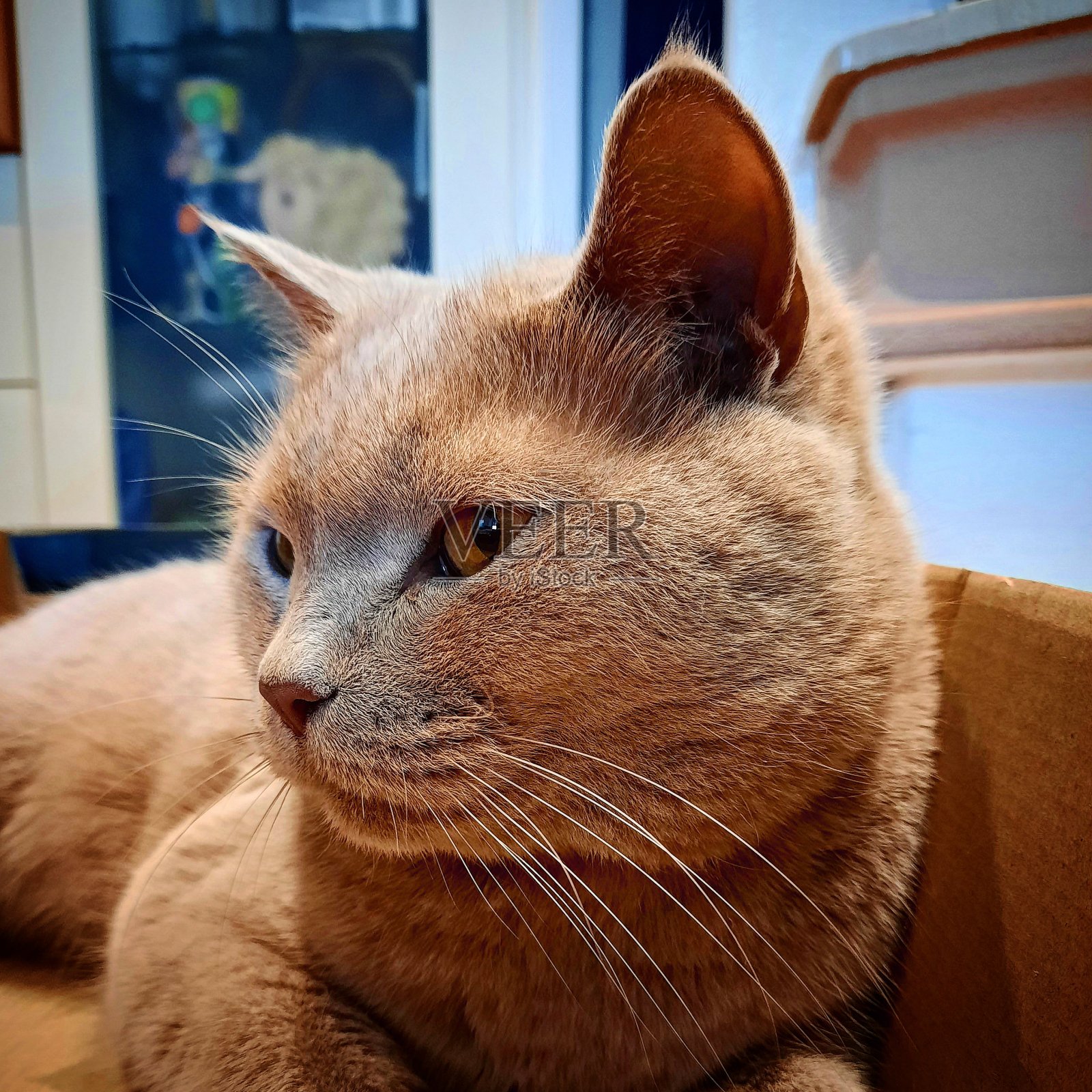 英国短毛猫坐在盒子里照片摄影图片