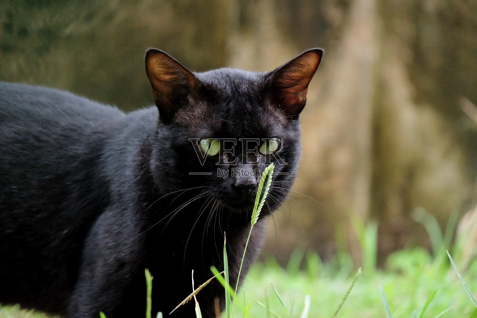 一只黑猫站在室外绿地上的选择性聚焦照片摄影图片