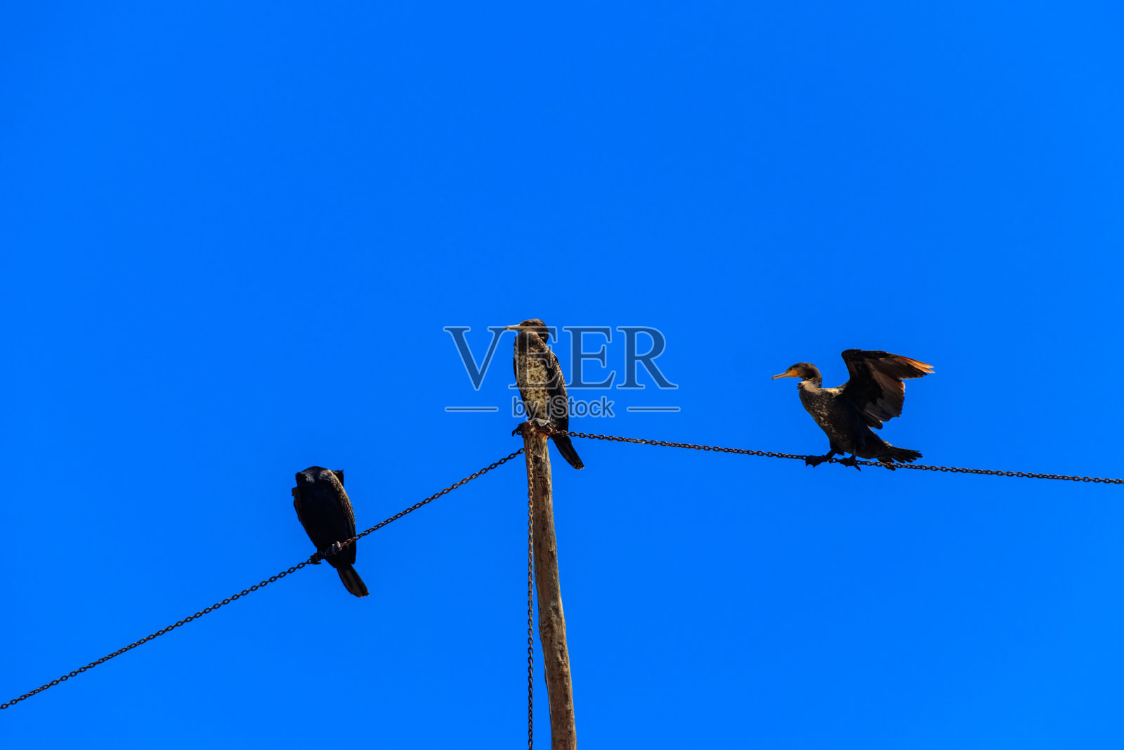 大黑鸬鹚(Phalacrocorax carbo)照片摄影图片