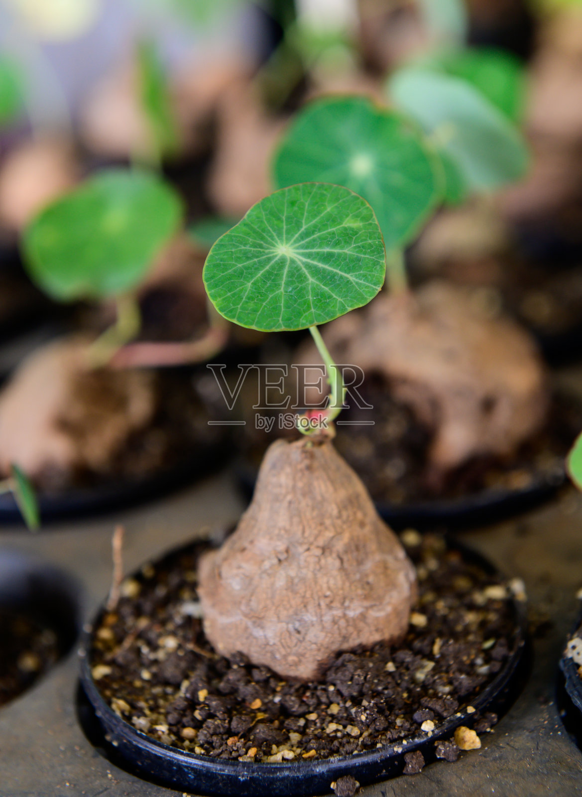 在市场上出售的锅里的斯特凡尼亚竖立克雷布照片摄影图片