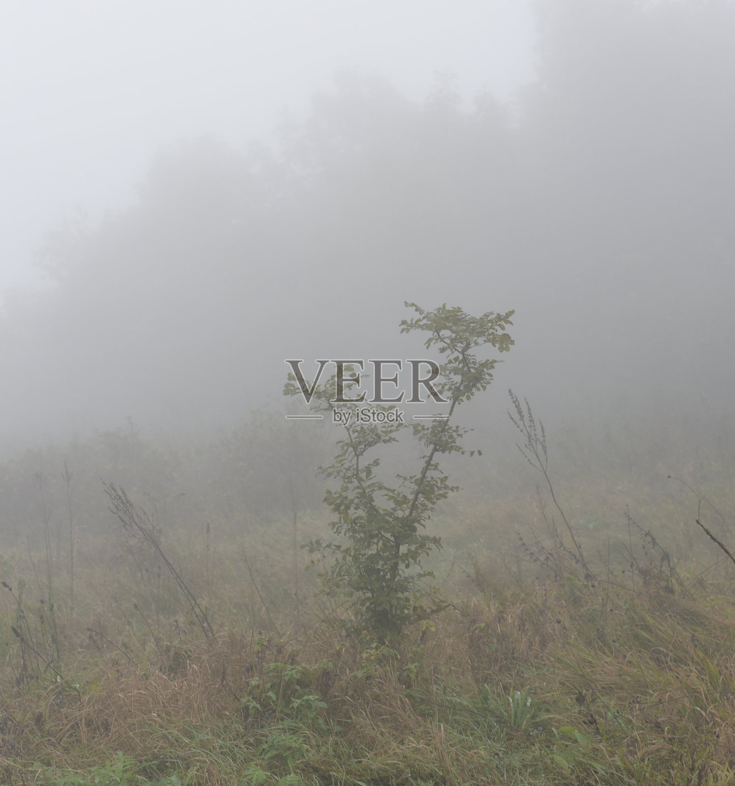 田野被雾笼罩着。大气框架。秋天的本性。雨滴照片摄影图片