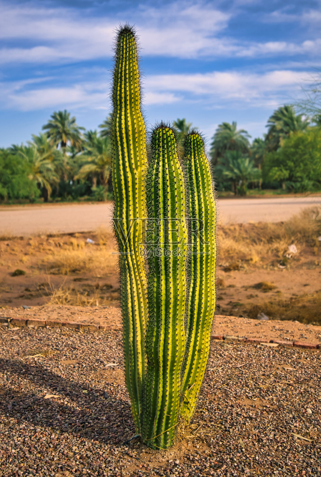 沙漠中高大的仙人掌照片摄影图片