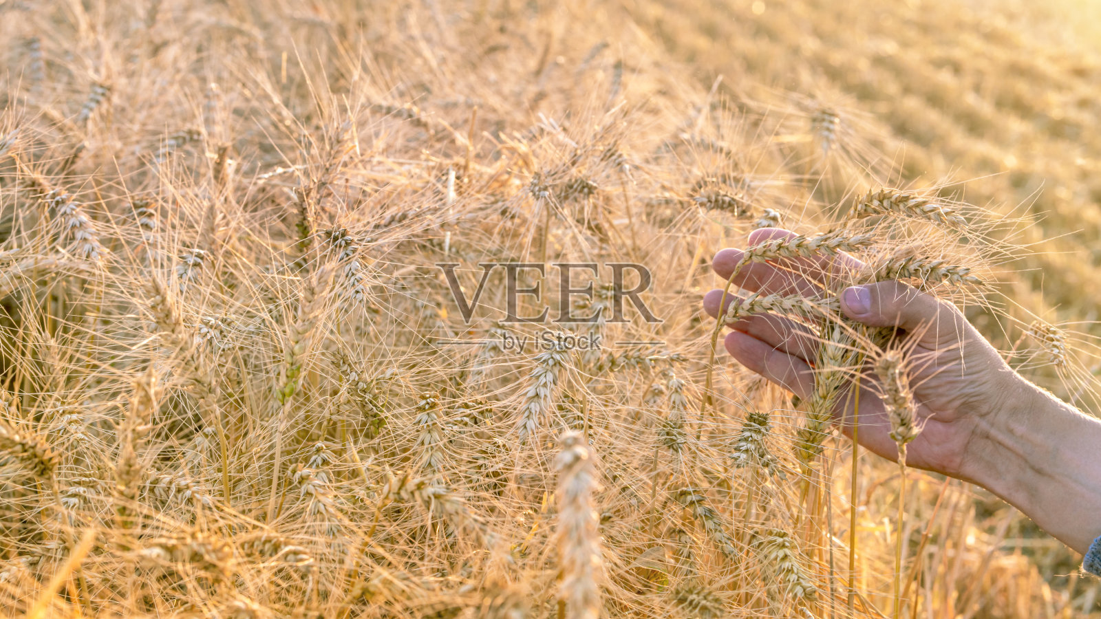 收割期间,一个男人的手捧着成熟的麦穗。照片摄影图片