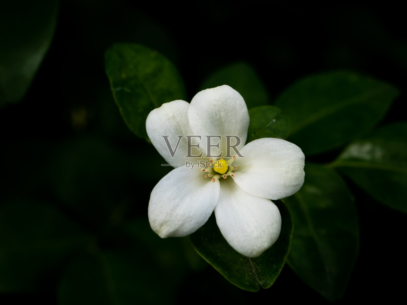 橙色茉莉花盛开照片摄影图片