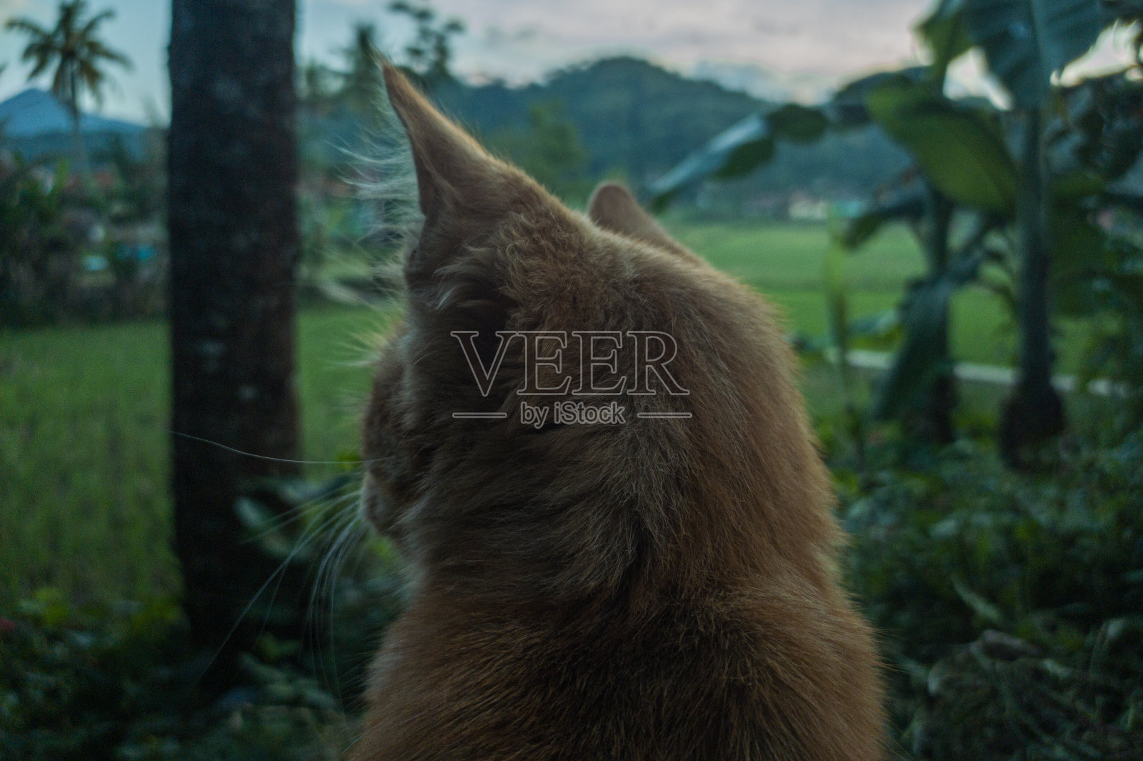 一只猫照片摄影图片