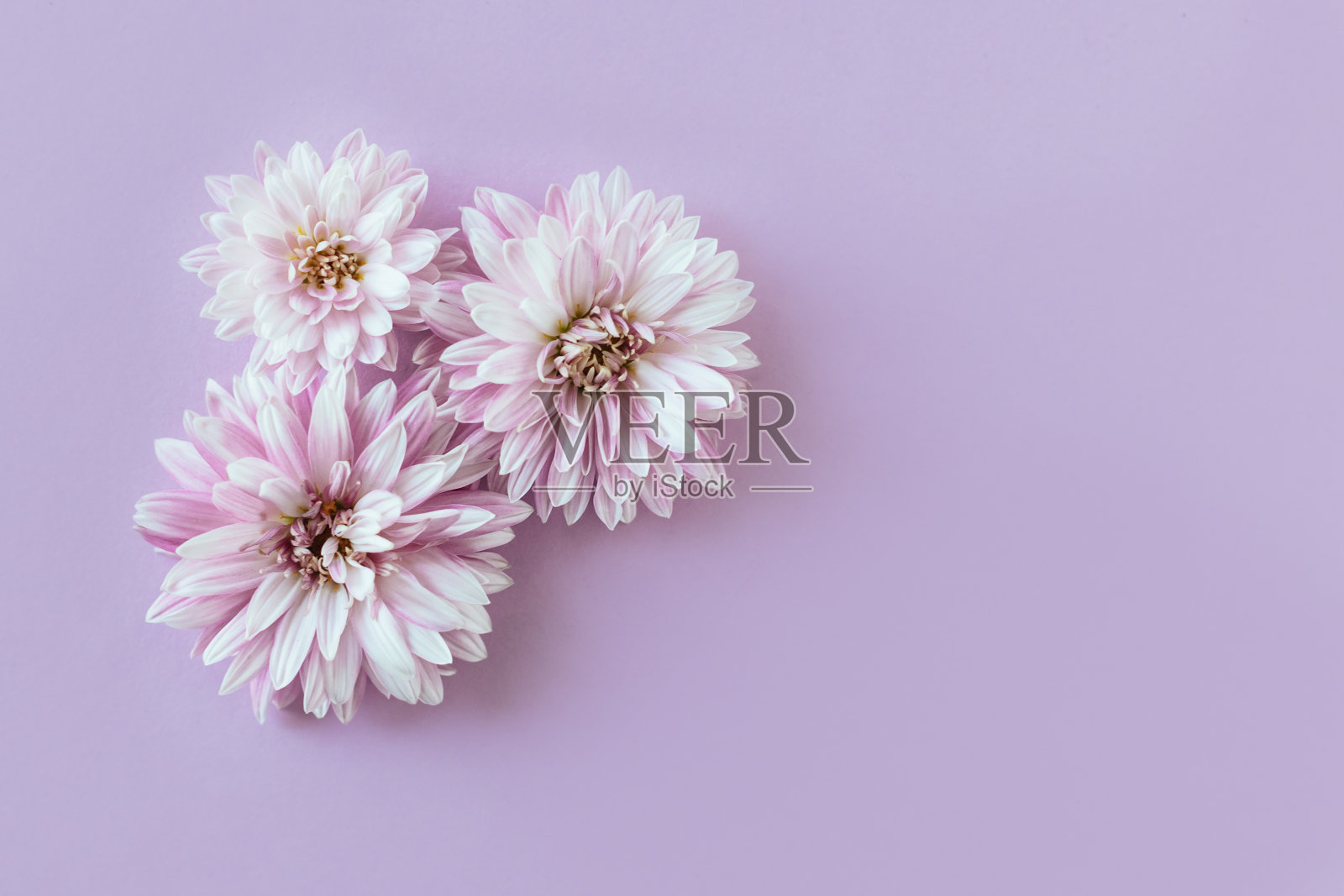 美丽的菊花花在紫罗兰色的背景。照片摄影图片