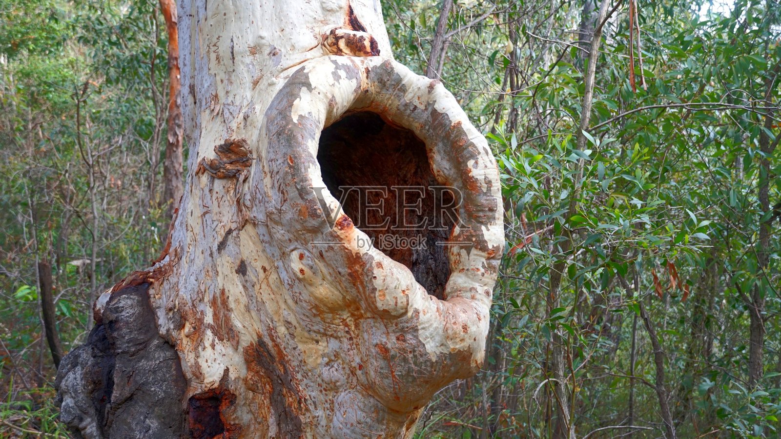 大自然是许多野生动物的家园照片摄影图片