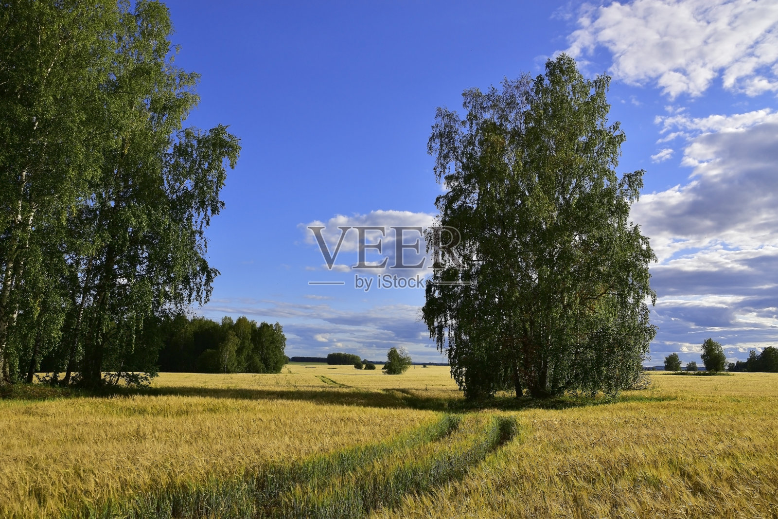 一望无际的田野上播种着谷物照片摄影图片